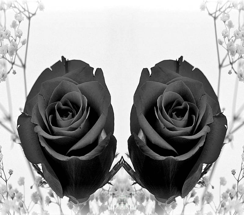 black roses, snow, black rose flower, HD wallpaper