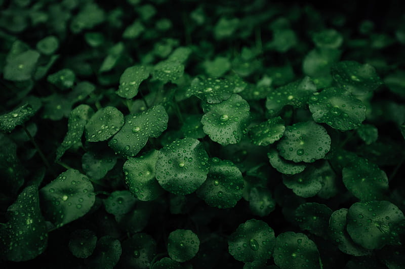 leaves, dew, macro, drops, plants, wet, HD wallpaper