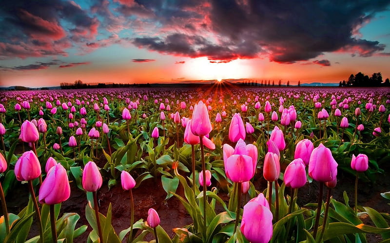 clouds, field of tulips, sunset, pink tulips, HD wallpaper