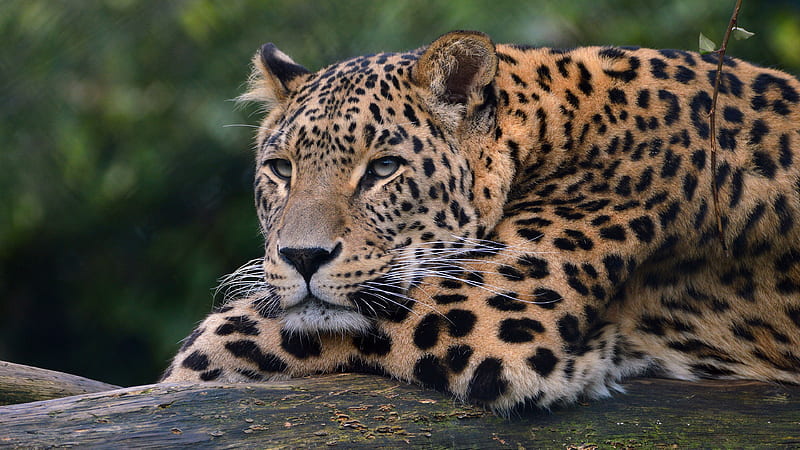 Leopard Ultra, leopard, animals, HD wallpaper | Peakpx