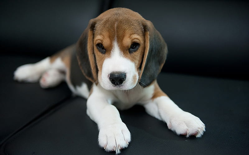 beagle, dogs, puppy, beagles, cute animals, HD wallpaper