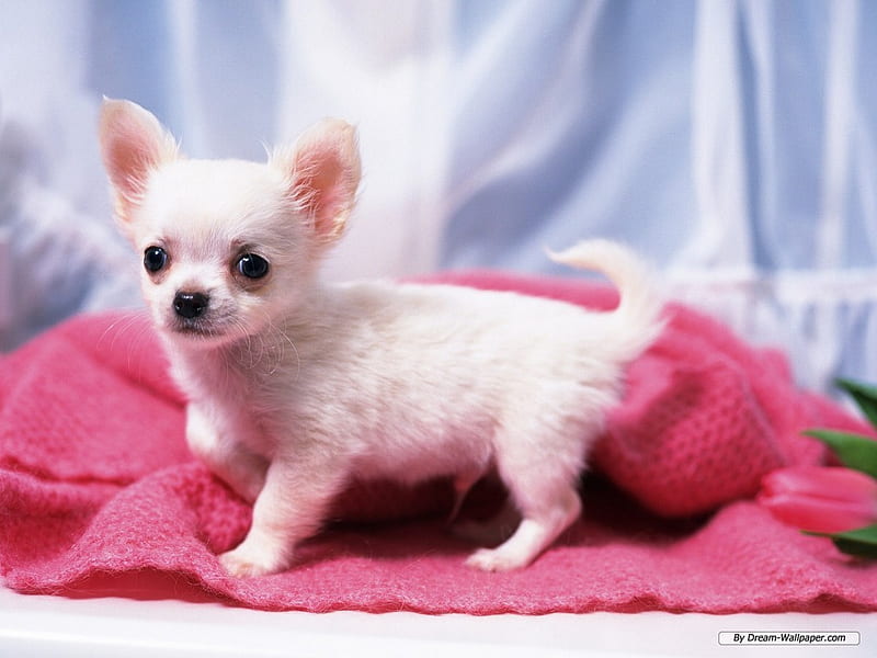 CUTE LITTLE CHIHUAHUA, cute, pet, little, chihuahua, white, puppy, dog, canine, HD wallpaper
