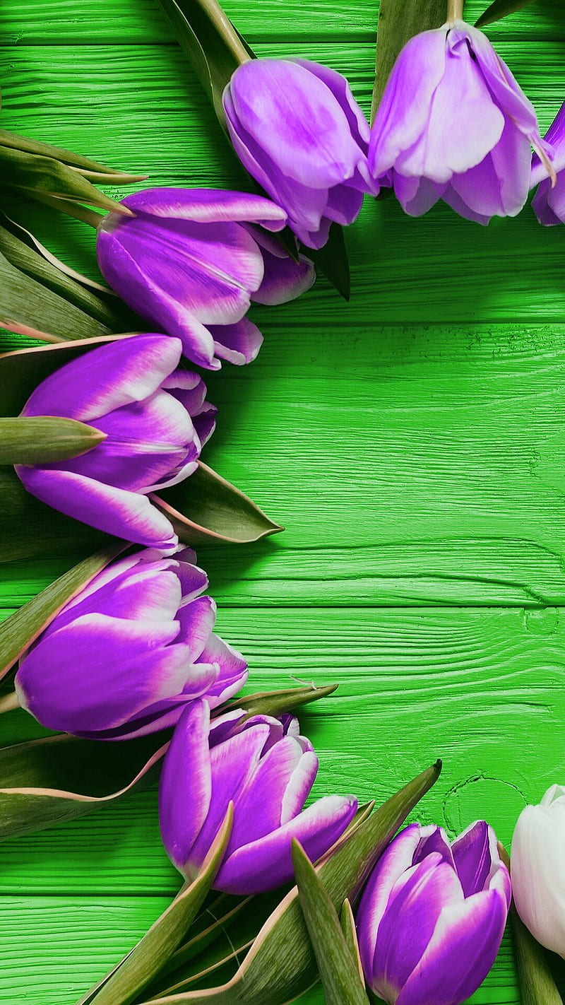 Tulips, flowers, tulip, green, wood, violet, HD phone wallpaper