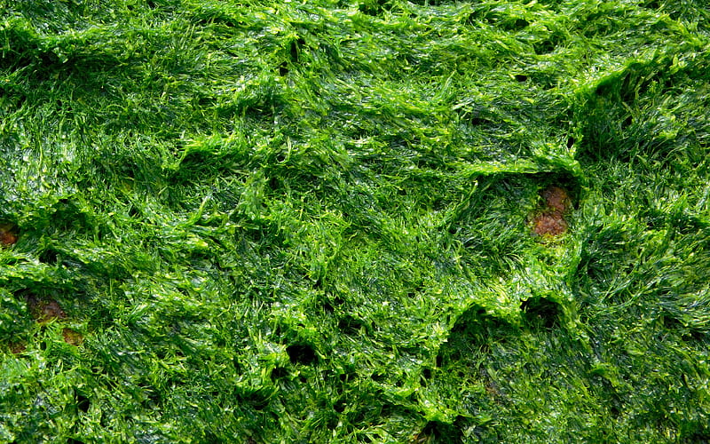 green moss, macro, plant textures, moss texture, natural moss, background with moss, green backgrounds, ecology backgrounds, HD wallpaper