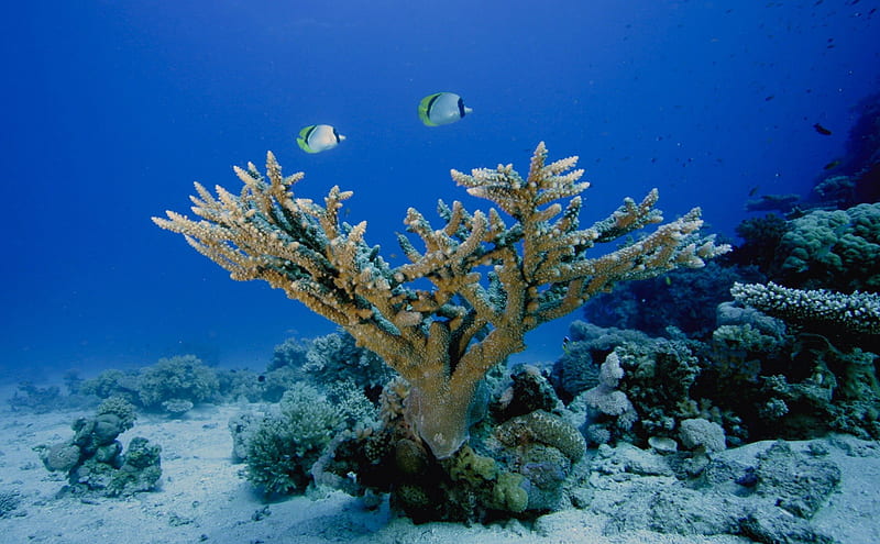 Our Amazing Underwater World, underwater, oceans, nature, sealife, coral reefs, HD wallpaper