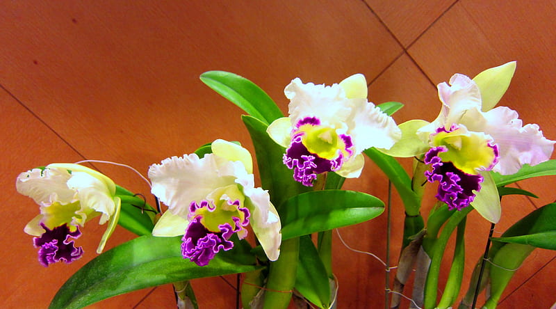 Bonita orquídea, colorida, bonita, preciosa, orquídea, Fondo de pantalla HD  | Peakpx