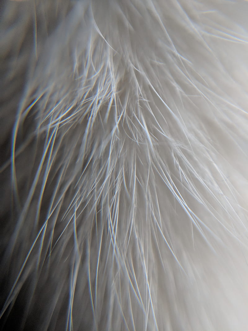 Texture, animals, best, cats, cool, effect, fur, HD phone wallpaper ...