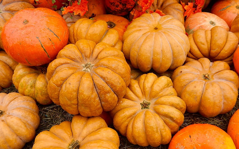 autumn, pumpkin, halloween, harvest, HD wallpaper