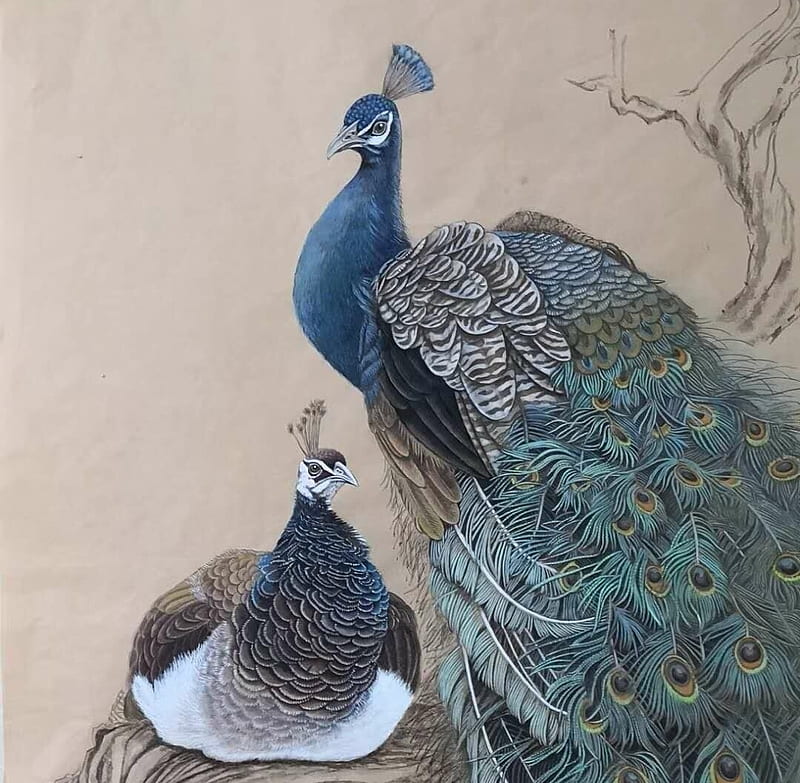 Peacocks, art, bird, paun, peacock, pasari, blue, annie li, couple, feather, HD wallpaper
