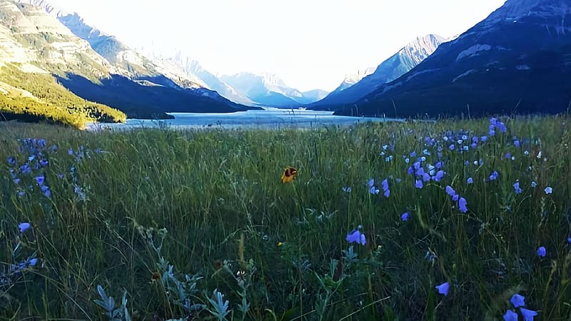Waterton Lake, Alberta, mountains, sky, rocks, wildflowers, clouds, canada, HD wallpaper