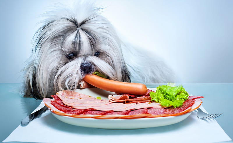 Dog - breakfast, breakfast, sausage, Dog, food, HD wallpaper