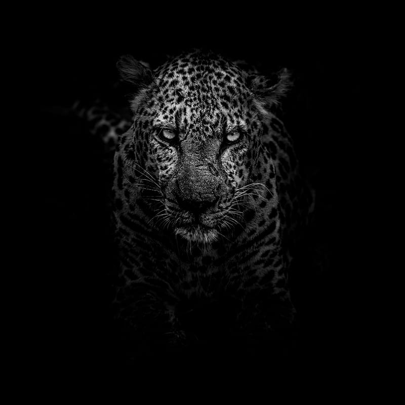 Leopar, asil, hayvanlar, leopard, leopards, black, yirtici, HD phone wallpaper