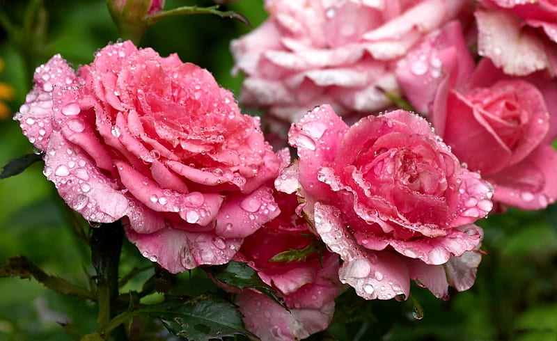 * gotas sobre rosas rosadas *, naturaleza, rosas, gotas, flores, Fondo