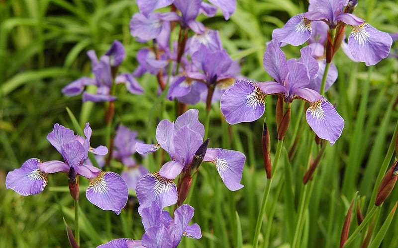 Flowering Irises, HD wallpaper
