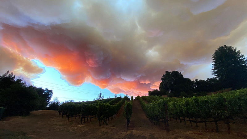 California fires: Wineries in Santa Cruz under threat, Santa Cruz Redwoods, HD wallpaper