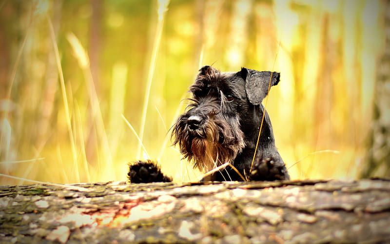 Miniature Schnauzer, forest, close-up, cute animals, pets, black dog, Miniature Schnauzer Dog, HD wallpaper