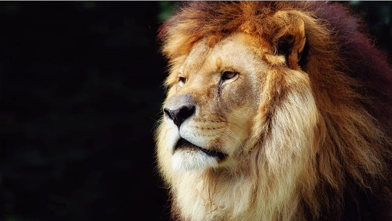 Big Lion Head, HD wallpaper