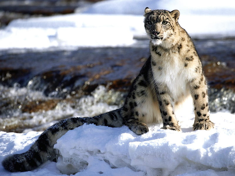 Snow leopard fantasy, fantasy, luminos, snow leopard, animal, blue