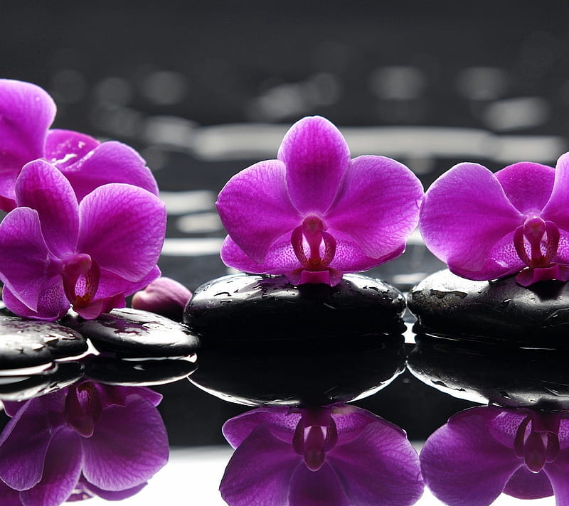 Purple Orchids, flowers, nature, HD wallpaper