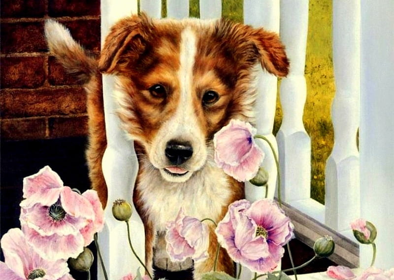 Peering, fence, brick, poppies, painting, flowers, pink poppies, dog, HD wallpaper