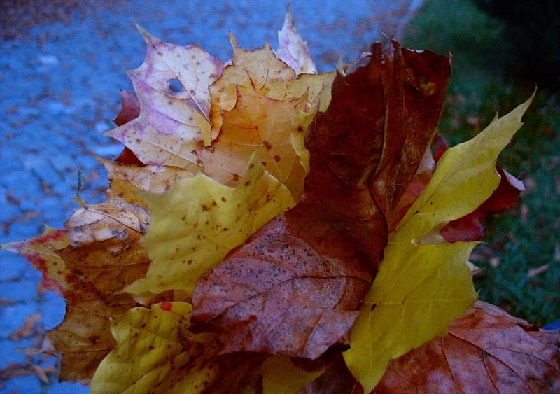 Rani Uscate..., rani, autumn, leaves, uscate, frunze, HD wallpaper