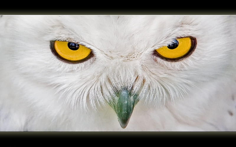 WAITING, bird, eagle, yellow, white, eyes, HD wallpaper