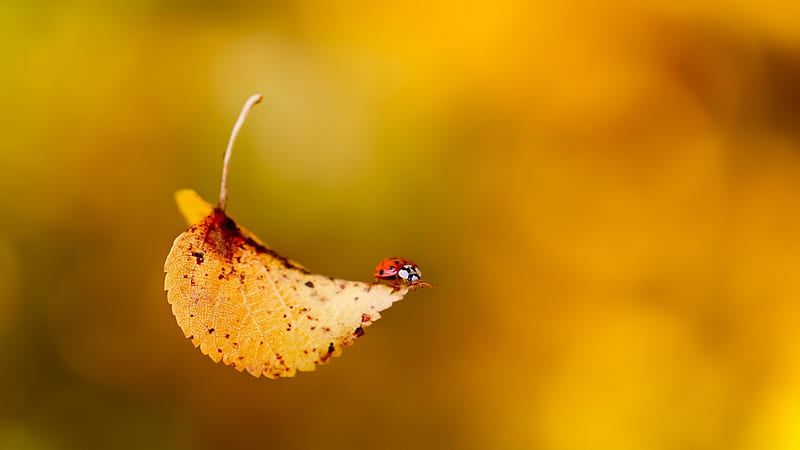 Ladybug on Autumn Leaf, red, bug, autumn, ladybug, orange, day, nature, leaf, HD wallpaper