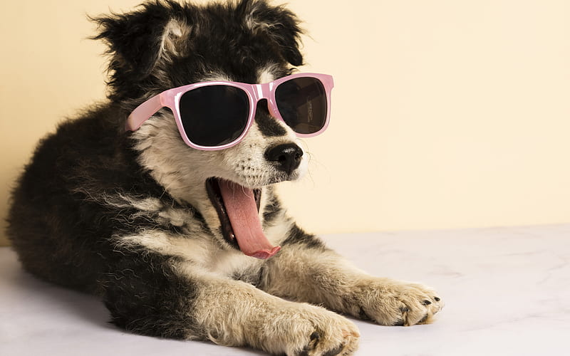 funny puppy, husky, puppy in sunglasses, cute animals, small dogs, puppies, HD wallpaper