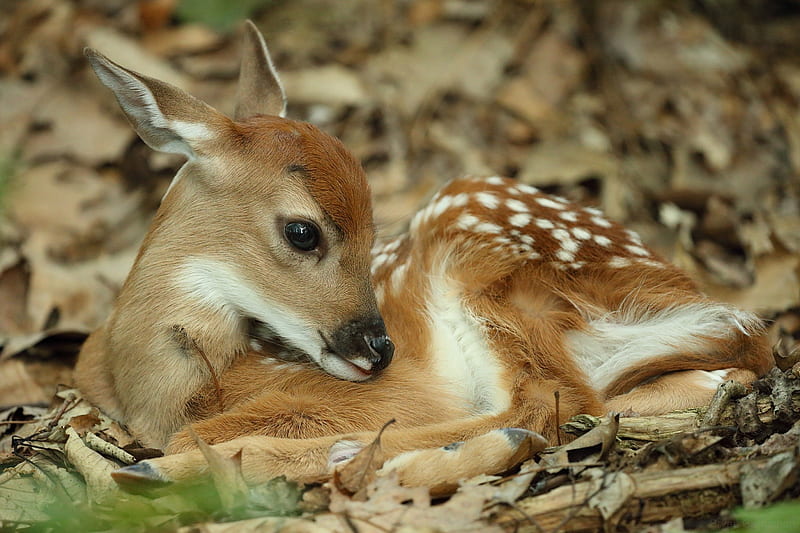 Bambi, cute, brown, caprioara, cub, baby, animal, deer, sweet, HD wallpaper