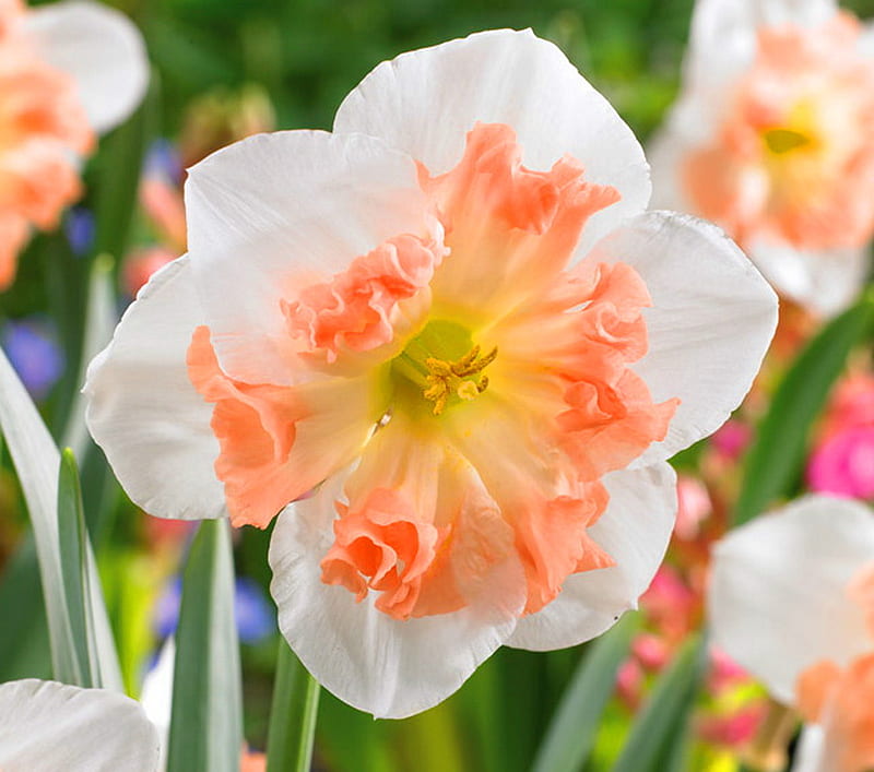 Tangerine and white, hybrid, orange, flower, daffodil, white, HD wallpaper