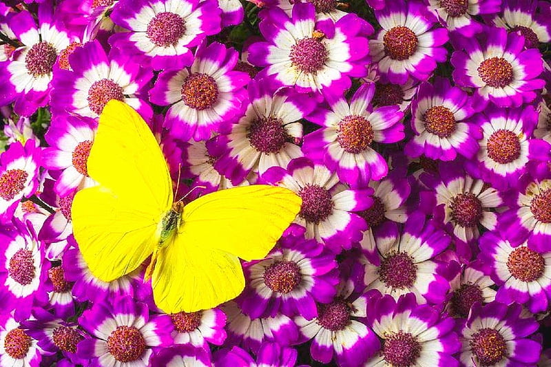 ✿⊱•╮Butterfly on Pericallis╭•⊰✿, lovely still life, love four seasons, yellow, spring, still life, graphy, butterfly, summer, flowers, nature, butterfly designs, HD wallpaper
