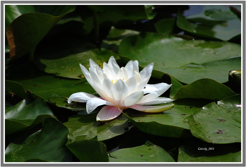 Nymphaea - for my friend Jasnas, waterlily, flowers, nymphaea, nature, HD wallpaper