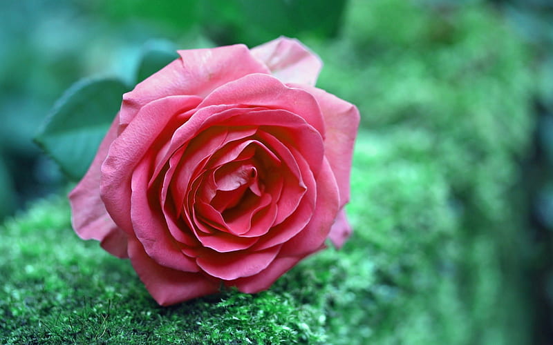Rose, flower, nature, leaf, HD wallpaper | Peakpx