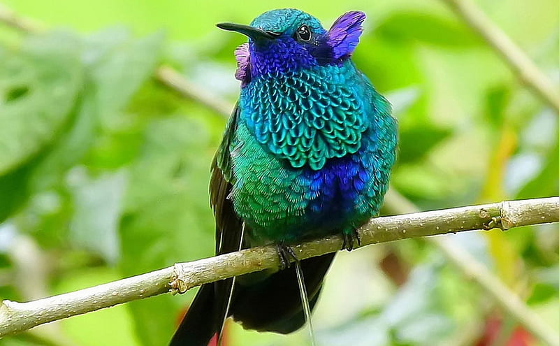 Humming-bird, cute, purple, bird, green, feather, blue, HD wallpaper