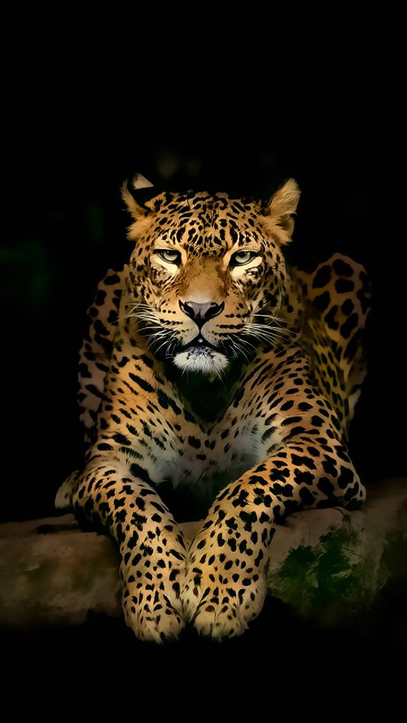 Leopard, black, HD phone wallpaper