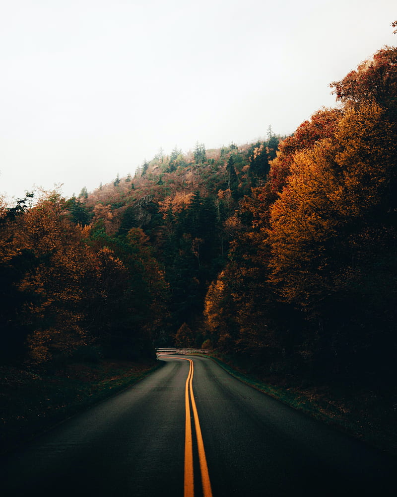 road, turn, trees, autumn, nature, HD phone wallpaper