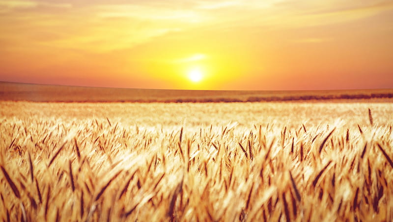 Earth, Wheat, Field, Nature, Summer, Sunrise, HD wallpaper