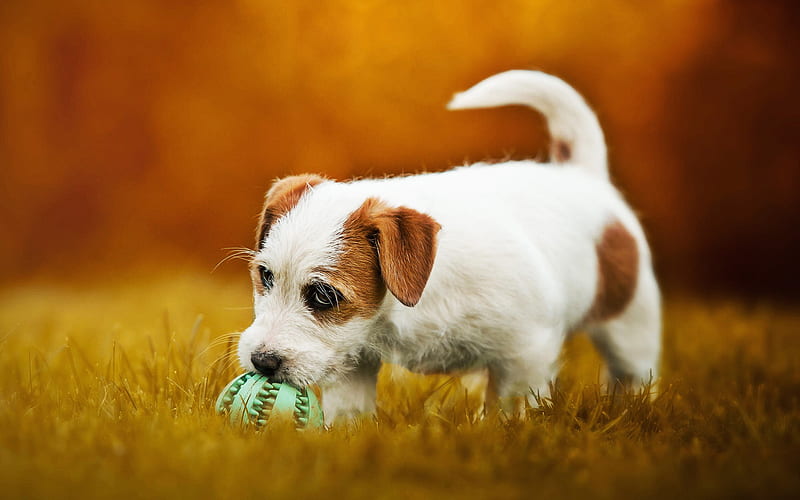 Jack Russell Terrier, puppy, pets, bokeh, puppy with ball, dogs, cute animals, Jack Russell Terrier Dog, HD wallpaper