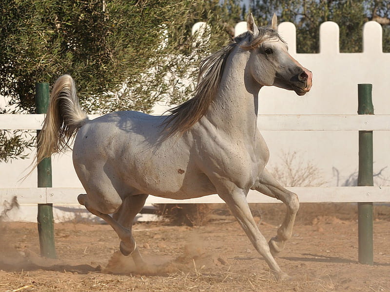 Arabian Horse, horses, HD wallpaper