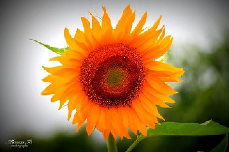 Girasol, flor, floración, planta, Fondo de pantalla HD | Peakpx