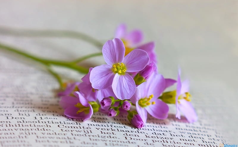 Spring tenderness, pretty, newspaper, book, bonito, fragrance, nice, tenderness, flowers, lovely, pages, scent, spring, delicate, gift, bouquet, letters, violet, HD wallpaper