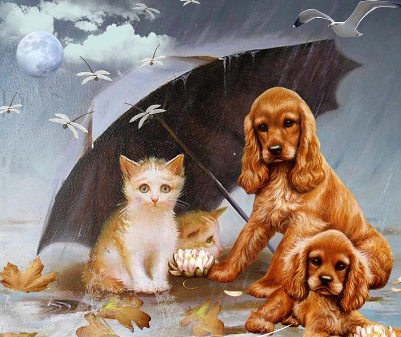 Raining Cats And Dogs