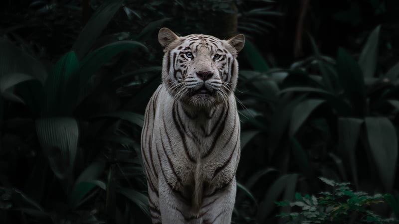 bengal tiger, tiger, big cat, predator, stripes, HD wallpaper