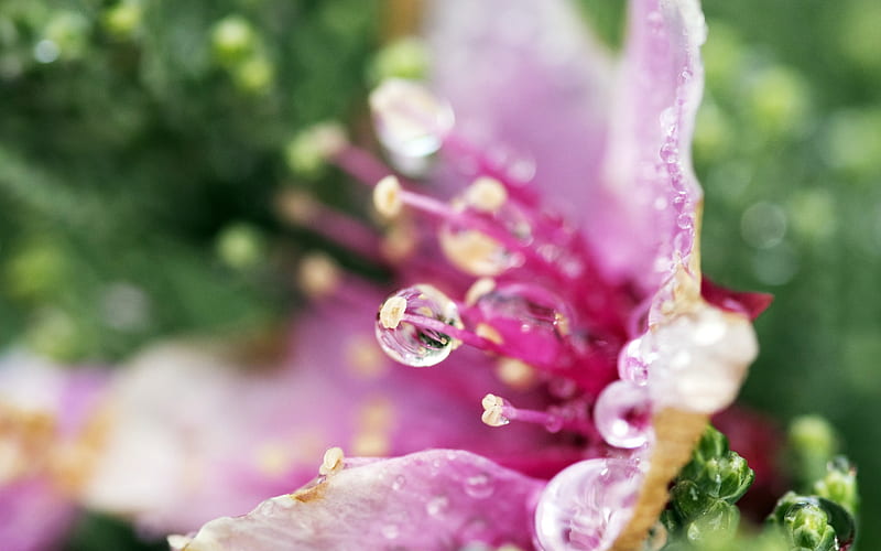 flower droplets-, HD wallpaper