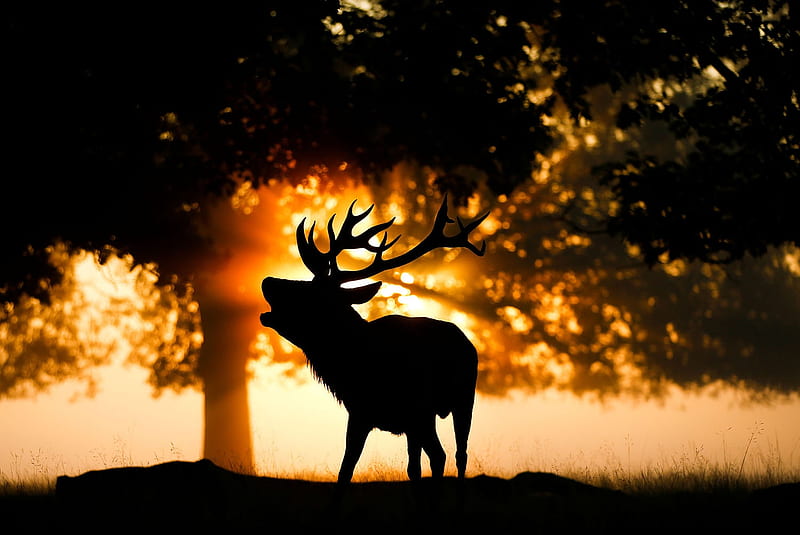 Red deer in autumn, London, Bushy Park, Deer, Morning, Red deer, 10 October 2018, England, Mist, HD wallpaper