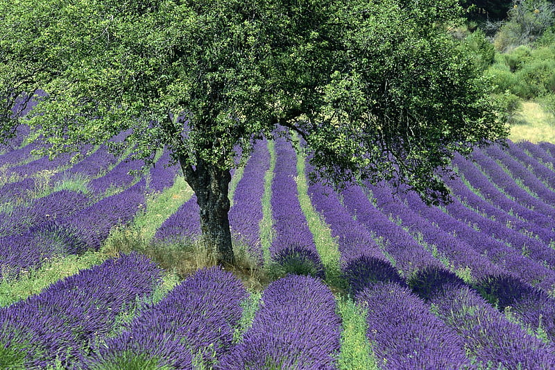 Lavender field, tree, olive, purple, toscana, HD wallpaper