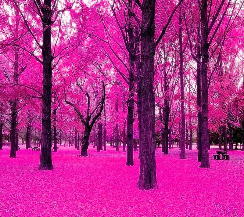 Pink Forest, color, colorful, landscape, leaves, nature, new, trees, HD ...