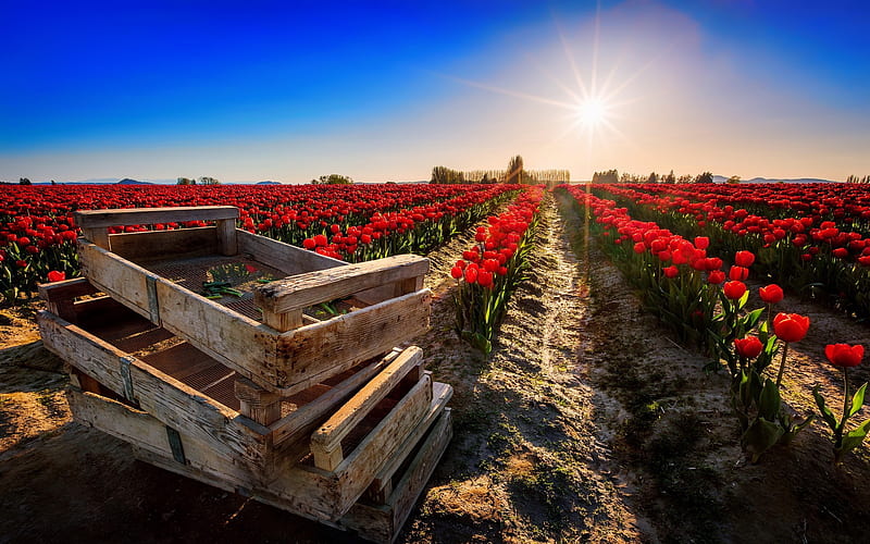 Field of red tulips, red, pretty, glow, lovely, bonito, sky, rays, bright, flowers, tulips, field, meadow, HD wallpaper