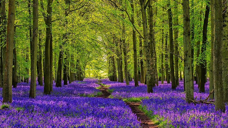 Wildflowers in spring forest, spring, bluebells, forest, walk, path, beautiful, serenity, purple, wilflowers, trees, greenery, branches, HD wallpaper