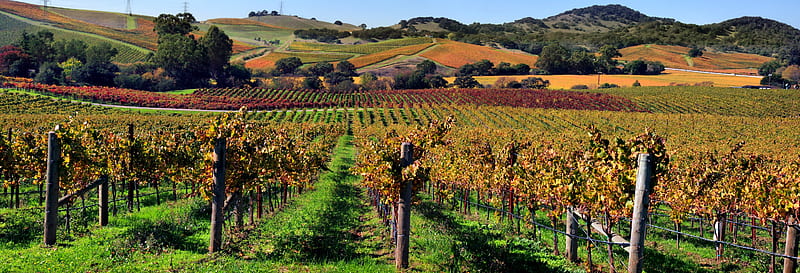Napa Valley Vineyard, California, Vineyards, Napa Valley, Fields, Nature, HD wallpaper